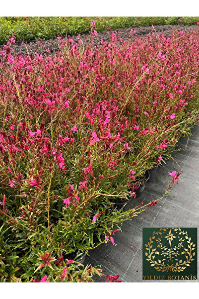 YILDIZ BOTANİK Gaura Çiçeği Gaura Lindheimeri Siskyou Pink Fidanı 35-40 CM