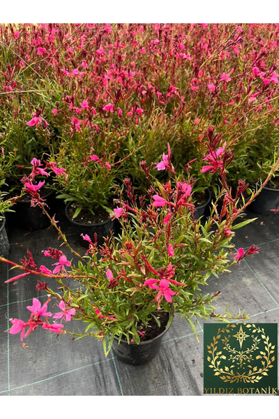 YILDIZ BOTANİK Gaura Çiçeği Gaura Lindheimeri Siskyou Pink Fidanı 35-40 CM