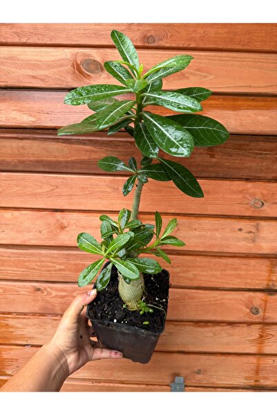 nazlı çiçekçilik Çöl Gülü (Adenium Obesum) – Sukulent Gövdeli Süs Bitkisi