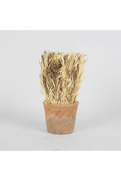 Blends Avana Grass & Lemonium Pot