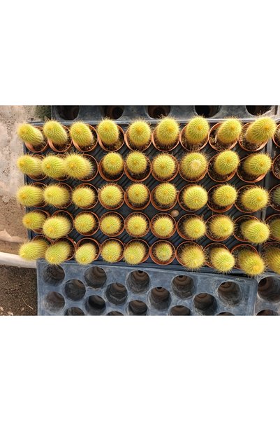 Parodia leninghausii (eski adıyla Notocactus leninghausii) Altın Top Kaktüsü -Limon Topu Kaktüsü