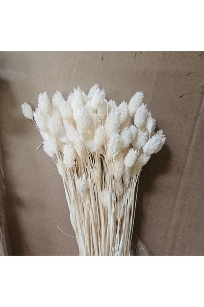 asievents Phalaris alb, set 3 pachete