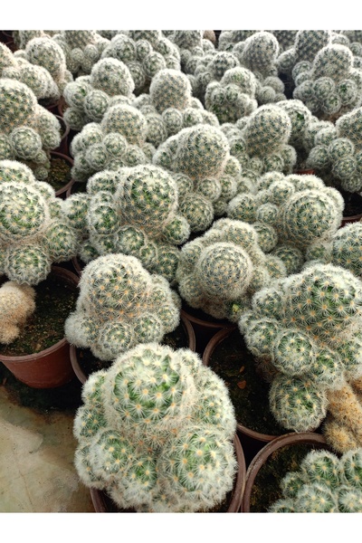 Mammillaria plumosa (tüylü kaktüs / tüy kaktüsü)