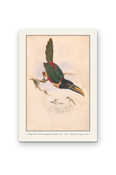 OEM Poster Carton 250g A4, Ilustratie Antica Tukan Originala de Edward Lear, ...