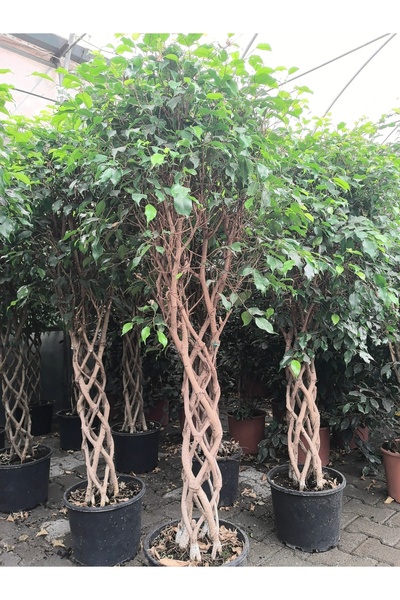 Örgülü benjamin ficus