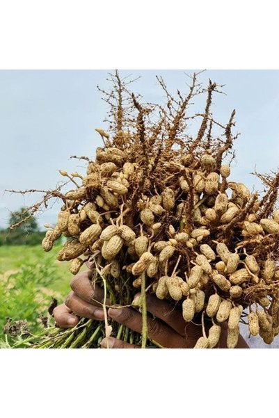Bilgarden Yeni Hasat Taze Haşlamalık Çiğ Yer Fıstığı Yeni Söküm (3 Kg)