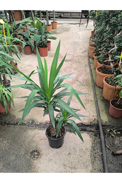 Yucca çiçeği