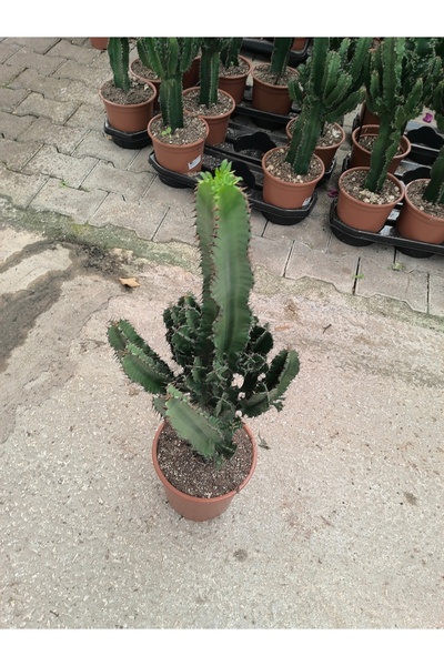 Euphorbia kovboy kaktüsü