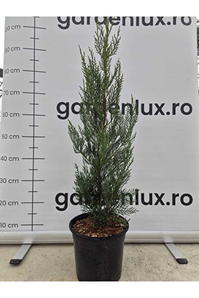 Generic Brand Cupressocyparis leylandii '2001' – Chiparos Leyland Premium pen...