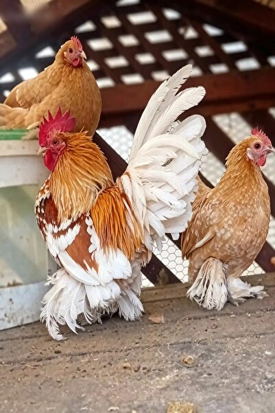 Genel Markalar 12 ADET YUMURTA KULUÇKALIK ( CÜCE PAÇALI İSPENÇ)