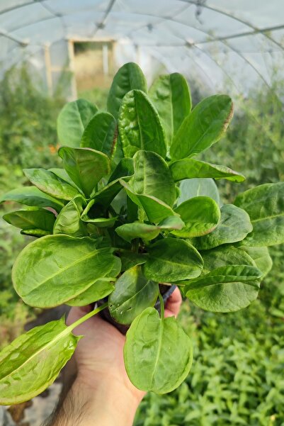 Vasada Kuzukulağı Ekşi Otu Fidesi 3 Adet 9x7 cm Saksılı