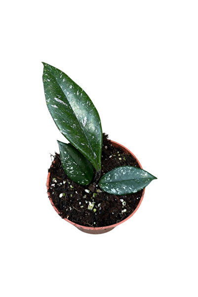 Eufloria Hoya Carnosa 'Stardust' Ø10.5cm