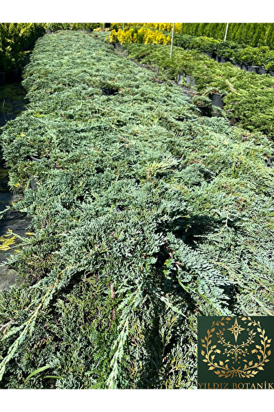 Mavi Sürünücü Yer Örtücü Ardıç Fidanı Juniperus Horizontalis Ice Blue Bitkisi