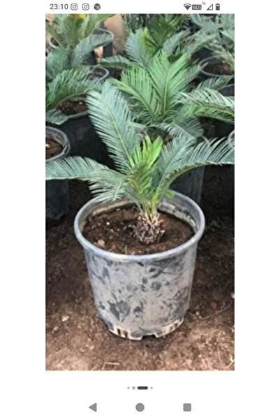 Çiçek Sikas Japon Palmiyesi ( Cycas Revoluta)