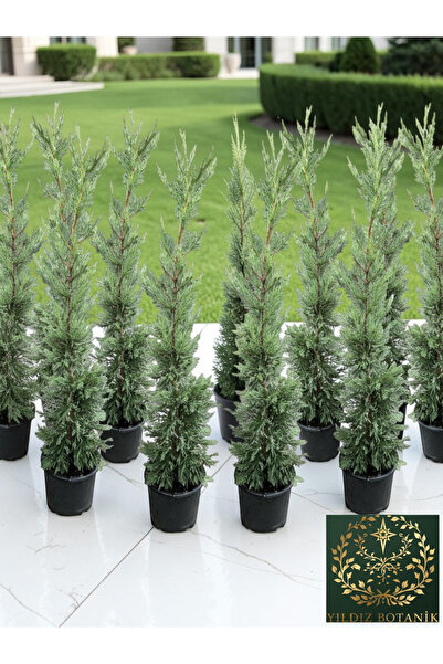 YILDIZ BOTANİK 10 Adet Leylandi Çam Ağacı Fidanı Çit Bitkisi Cupressus Leylan...
