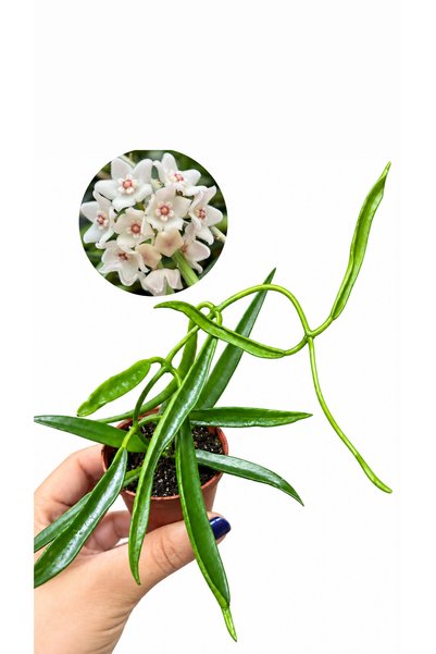 nazlı çiçekçilik Hoya longifolia – Uzun Yapraklı Mum Çiçeği