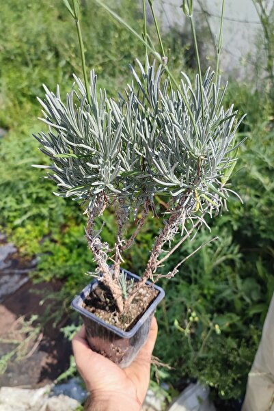 Vasada 12 Adet Lavanta Fidanı Lavandula Angustifolia (İngiliz Lavantası) 9x9x10 cm Saksılı 25-30 cm