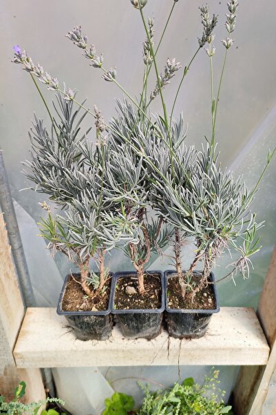 Vasada 3 Adet Lavanta Fidanı Lavandula Angustifolia (İngiliz Lavantası) 9x9x10 cm Saksılı 25-30 cm
