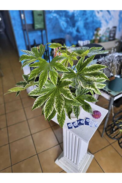 PLANT Fatsia Japonica Spiderweb Variegata Ghiveci 13 cm