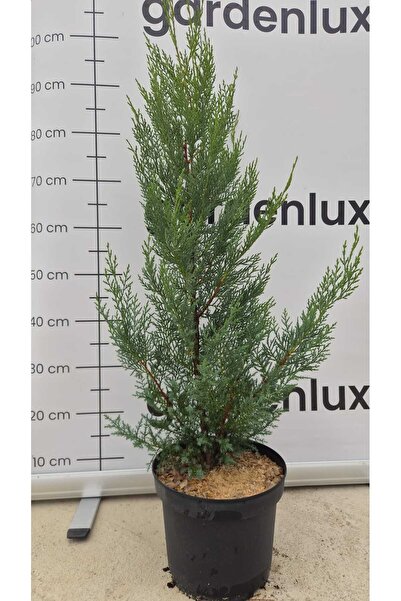 Generic Brand Cupressocyparis leylandii