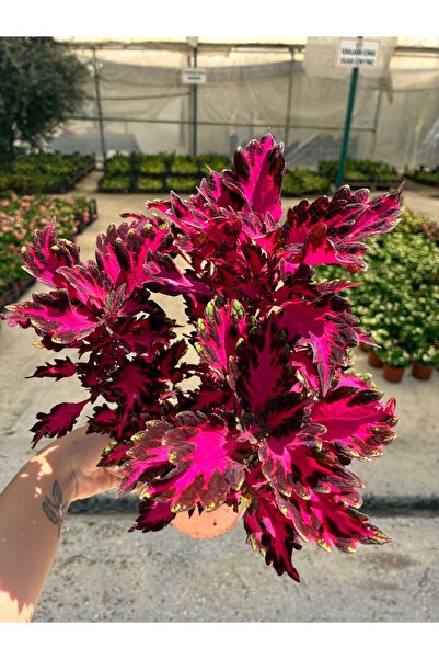 Alev Kanadı Yaprak Güzeli (Coleus blumei)