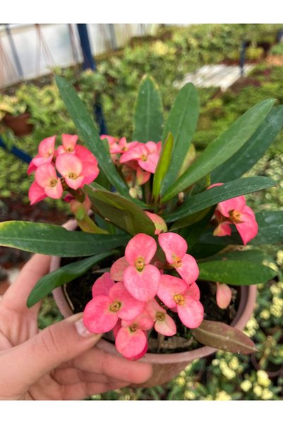 Çiçek Her Yerde Thailand Kökenli Butterfly Princess Dikenler Tacı (Euphorbia ...