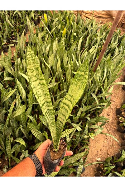 Yeşil Uzun Paşa Kılıcı (Sansevieria trifasciata)