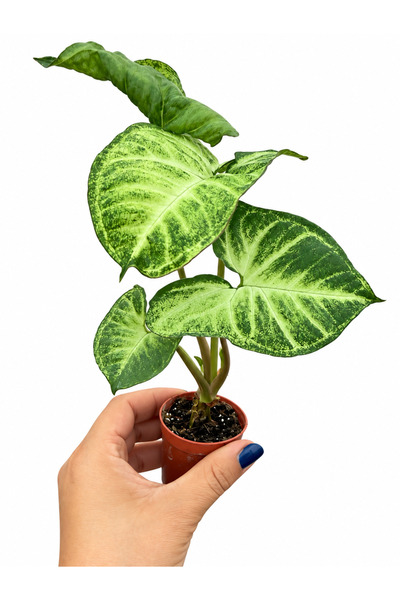 nazlı çiçekçilik Syngonium Pixie – Dekoratif Yapraklı Tropikal Salon Bitkisi ...