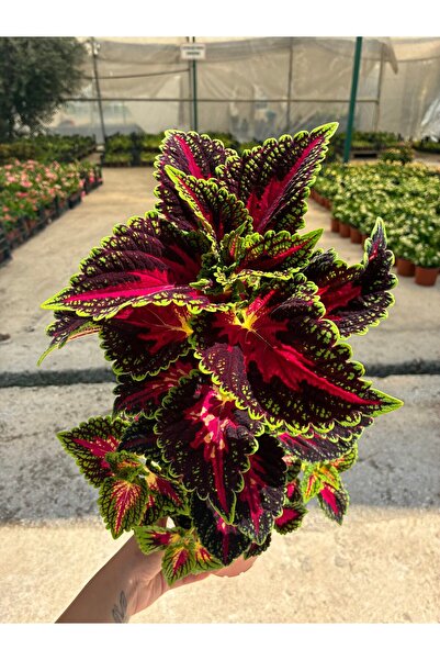 Alev Kalbi Yaprak Güzeli (Coleus blumei)