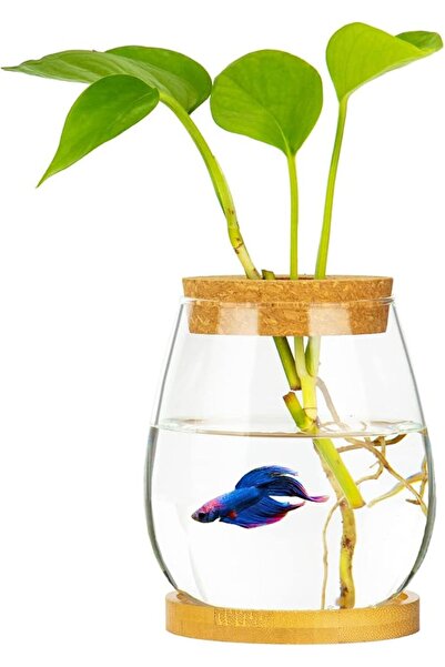 GENERAL CUSNESTAL Desktop Fish Bowl Clear Glass Small Fish Tank with Wood Lid...