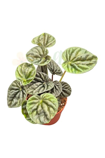 Eufloria Peperomia 'Candora Vermeer' Ø9cm