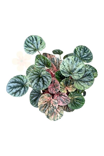 Eufloria Peperomia caperata 'Pink Lady' Ø10.5cm