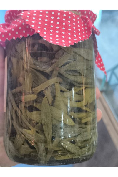 KAYA KORUĞU