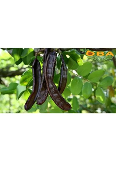Oba Tropikal Keçiboynuzu Meyvesi 500 g