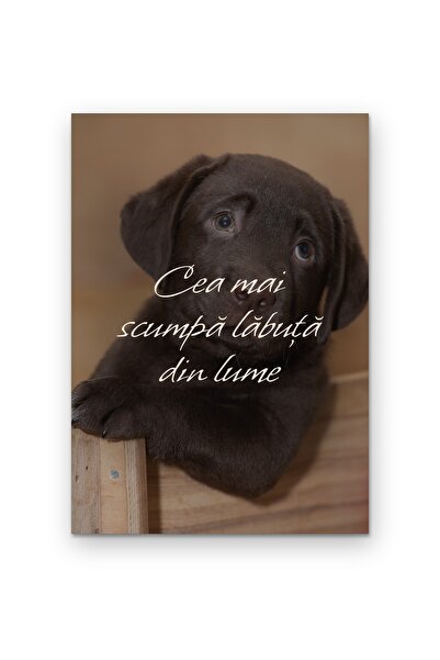 OEM Poster Carton 250g A4 Arta de Perete Citat Cea mai scumpa labuta din lume