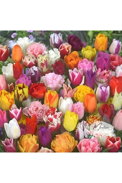 Miracle Garden Pachet Mix de bulbi de lalele (20 bucăți)