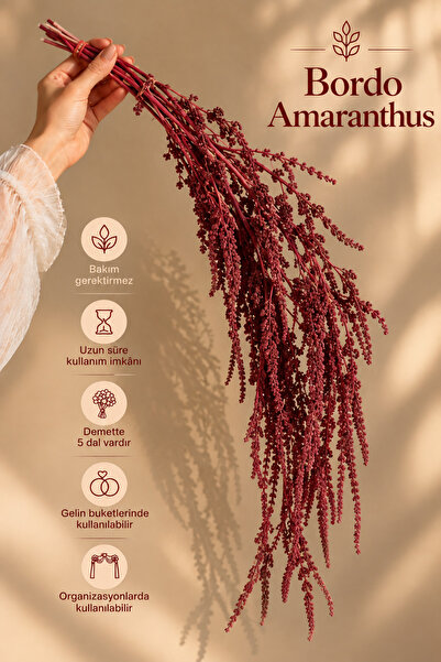 Kuru Çiçek Deposu Bordo Amaranthus Şoklanmış Kuru Çiçek – Dekoratif Sarkıt Çi...