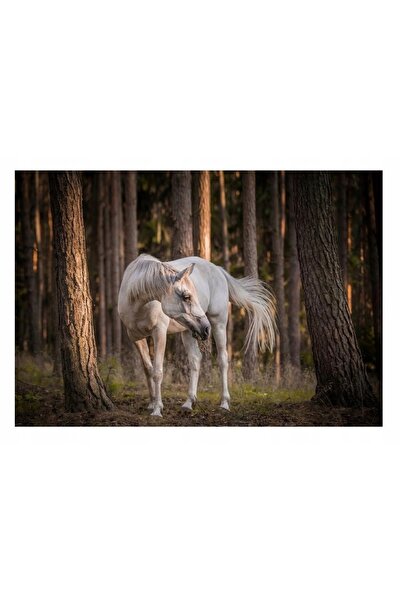 Wallarena Tapet foto CAILĂRI GALOPURI DE CAILĂ PĂDURE ARBORELE FLIZ 368x254