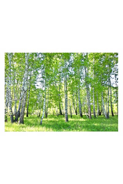 Wallarena Fototapet flizelin pădure de mesteacăn 350x250 cm 3D lavabil