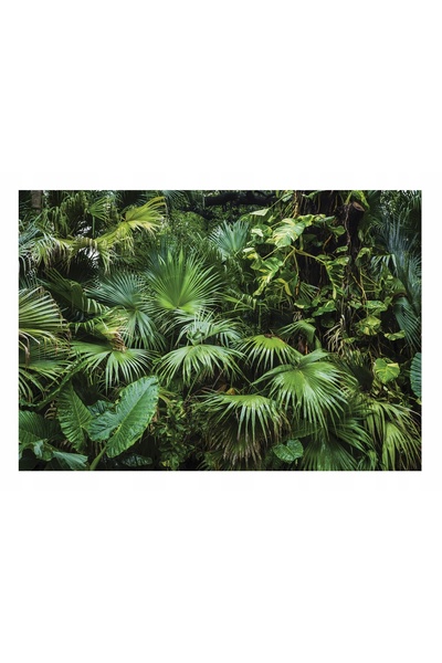 Wallarena Fototapet Junglă Întunecată Pădure Tropicală 520x318