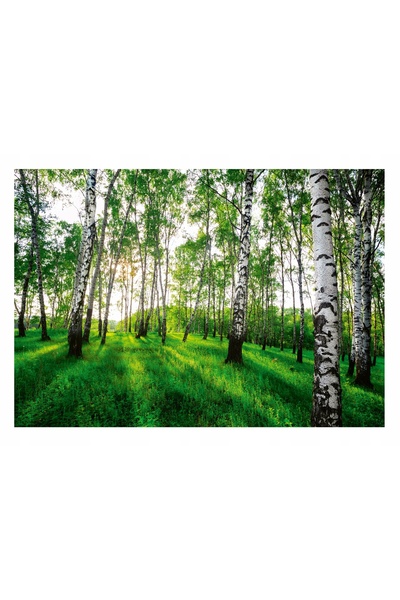 Wallarena LAS BRZOZOWY tapet foto 3D cu copaci de mesteacăn 368x254