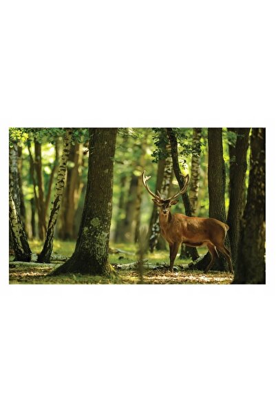 Wallarena Fototapet PĂDURE CU CERBURI FĂRĂȘI DE MĂRĂȘINĂ PENTRU SUFRAGERIE 41...