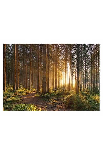 Wallarena Tapet foto 3D cu pădure, copaci, soare și natură 254x184