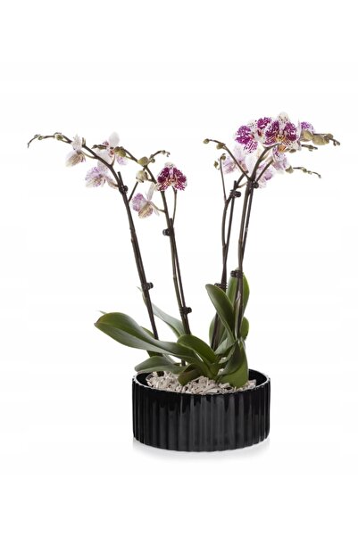 Polnix Capac ceramic pentru ghiveci, bol mare, rotund, negru, 26cm