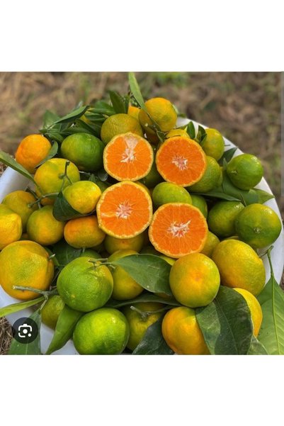 Bahçe mandalinası 2 kilo