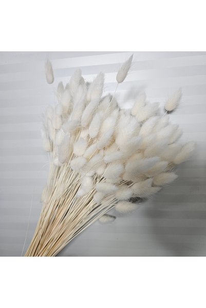asievents Lagurus ALBIT- fildeș 90-100 grame, set 3 pachete