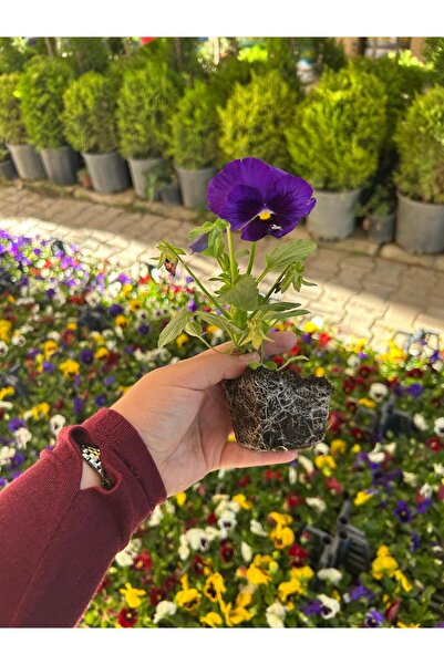 AFYONDOĞAPEYZAJ Hercai Menekşe Çiçeği 6'lı karışık renk(Viola × wittrockiana)