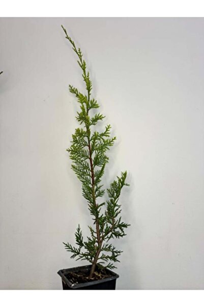 Original Leylandii auriu Gold Crest 50-80cm