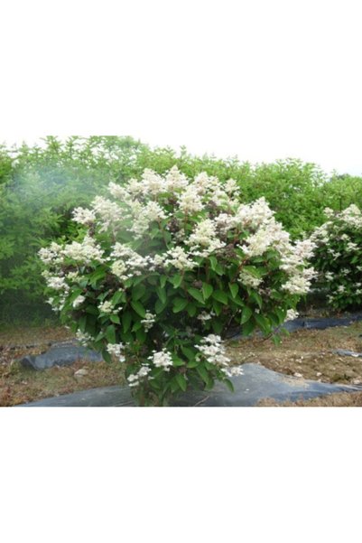 Original Hortensia pan. 'Confetti' flori conice alb-roz