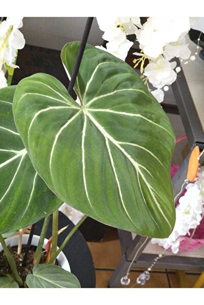 PLANT Филодендрон Глориозум Зебра Саксия 12 см |   Рядък